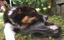 atfots DSC01282.jpg