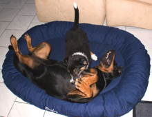 atfots dass ist jetzt mein bett.jpg