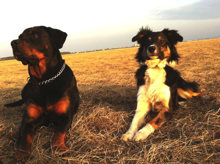 atfots mit herrli in der abendsonne.jpg